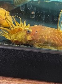 Super red pleco breeding pair £100