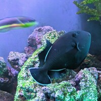 Indian black trigger