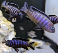 Elongatus Chewere 4cm-5cm