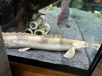 Bichir for sale