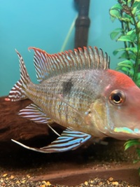 Geophagus Redhead Tapajos