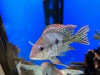 Geophagus Redhead Tapajos