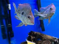 Geophagus Redhead Tapajos