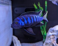 Elongatus Chewere 4cm-5cm