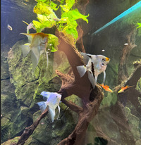 Angelfish Large £10 each