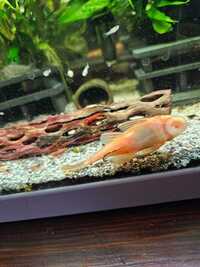 Plecos Super red,L200