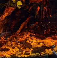 Bristle nose plecostomus £5 each