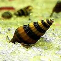 ASSASSIN SNAIL LIVE SNAIL EATER CLEA HELENA FISH TANK AQUARIUM