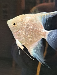Angel Fish
