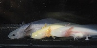 10 Axolotl Eggs : Wild Type x Golden Albino