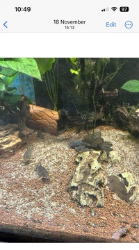 Long Finned Bristlenose For Sale