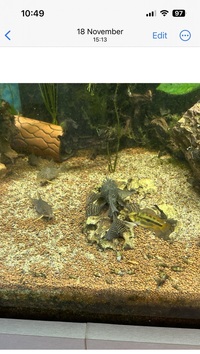 Long Finned Bristlenose For Sale