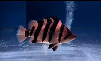 ALL NOW SOLD Stunning Tropical Datnoid Tiger Fish Perch Microlepis Datnioides 6 inches