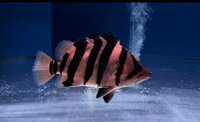 ALL NOW SOLD Stunning Tropical Datnoid Tiger Fish Perch Microlepis Datnioides 6 inches