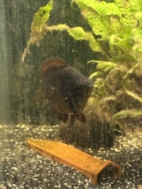 6 inch Leopard Bush Fish - £15