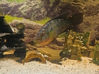 Jack Dempsey available