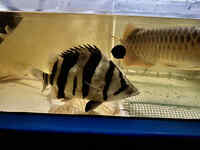 SOLD, Stunning Tropical Datnoid Tiger Fish Perch Microlepis Datnioides 14-15 inches ray arowana pred