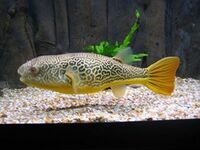 SOLD. MBU Puffer Fish Tetraodon 12 inches + pred aquarium datnoid stingray Condition: