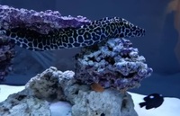 TESSALATA HONEYCOMB MORAY EEL MARINE SALTWATER