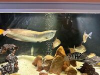 Silver Arowana for sell 