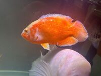 Chilli Red Oscar Fish - 20cm Large