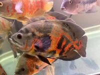 Tiger Red Oscar Fish - 30cm Large