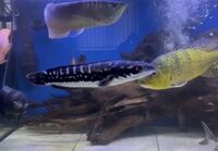 Channa Micropeltes Giant Snakehead - Predatory Fish - Large 40cm