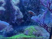 Tank Closure - Clown Fish, Live Rock and Green Star Polyp for sale