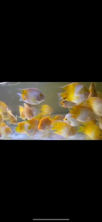 Super Rare Hybrid Parrot Fish Planet Arowana