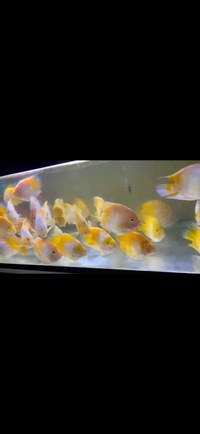 Super Rare Hybrid Parrot Fish Planet Arowana