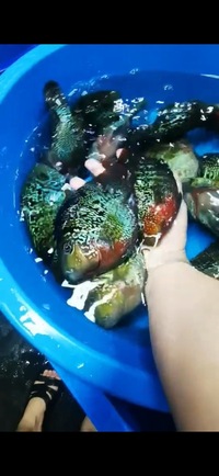 Super Rare Hybrid Parrot Fish Planet Arowana