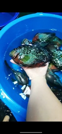 Super Rare Hybrid Parrot Fish available now Planet Arowana