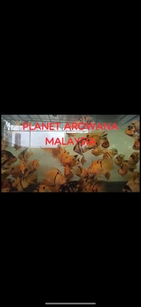 Super Rare Hybrid Parrot Fish Planet Arowana