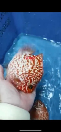 Super Rare Hybrid Parrot Fish Planet Arowana