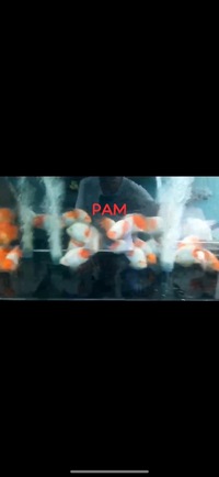 Super Rare Hybrid Parrot Fish Planet Arowana