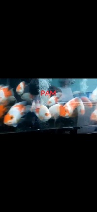 Super Rare Hybrid Parrot Fish Planet Arowana