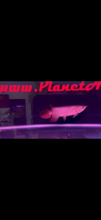 Super Red Asian Arowanas