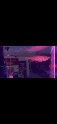 Super Red Asian Arowanas