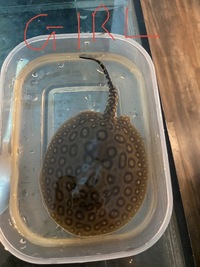 Female Bdxpearl HET albino blood stingray pups pic 2 sold   First pic available