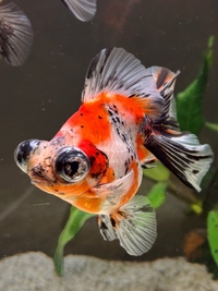 Goldfish for sale
