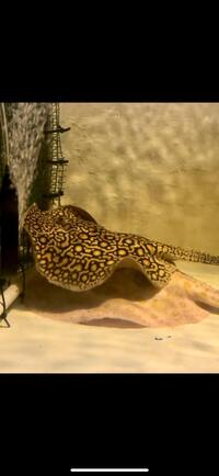 For sale Female mini marble stingray 10-11”. beautiful pattern