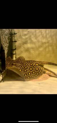 For sale Female mini marble stingray 10-11”. beautiful pattern