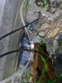 Blue freshwater lobsters/crayfish