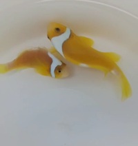 White Bonnet Clownfish Pair- extremely rare £1000
