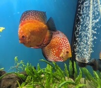 2 x Breeding Pair of Discus Proven