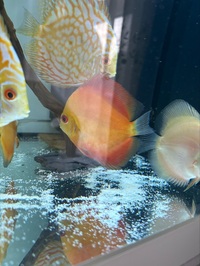 DISCUS for sale East London