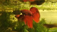 Red Male Siamese Fighting Fish High Grade