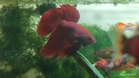 Red Male Siamese Fighting Fish High Grade