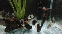 Stunning Austrian BD stingray, datnoid and blackberry s doller for sale