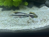 FREE breeding pair Kribensis - Penarth, Cardiff